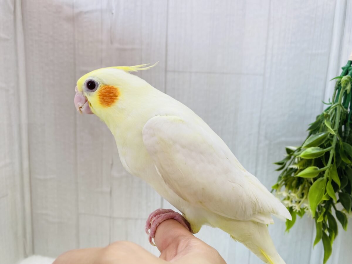 オカメインコ
