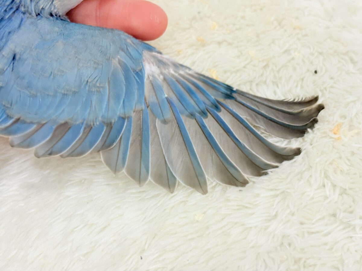 コザクラインコ（小桜インコ）