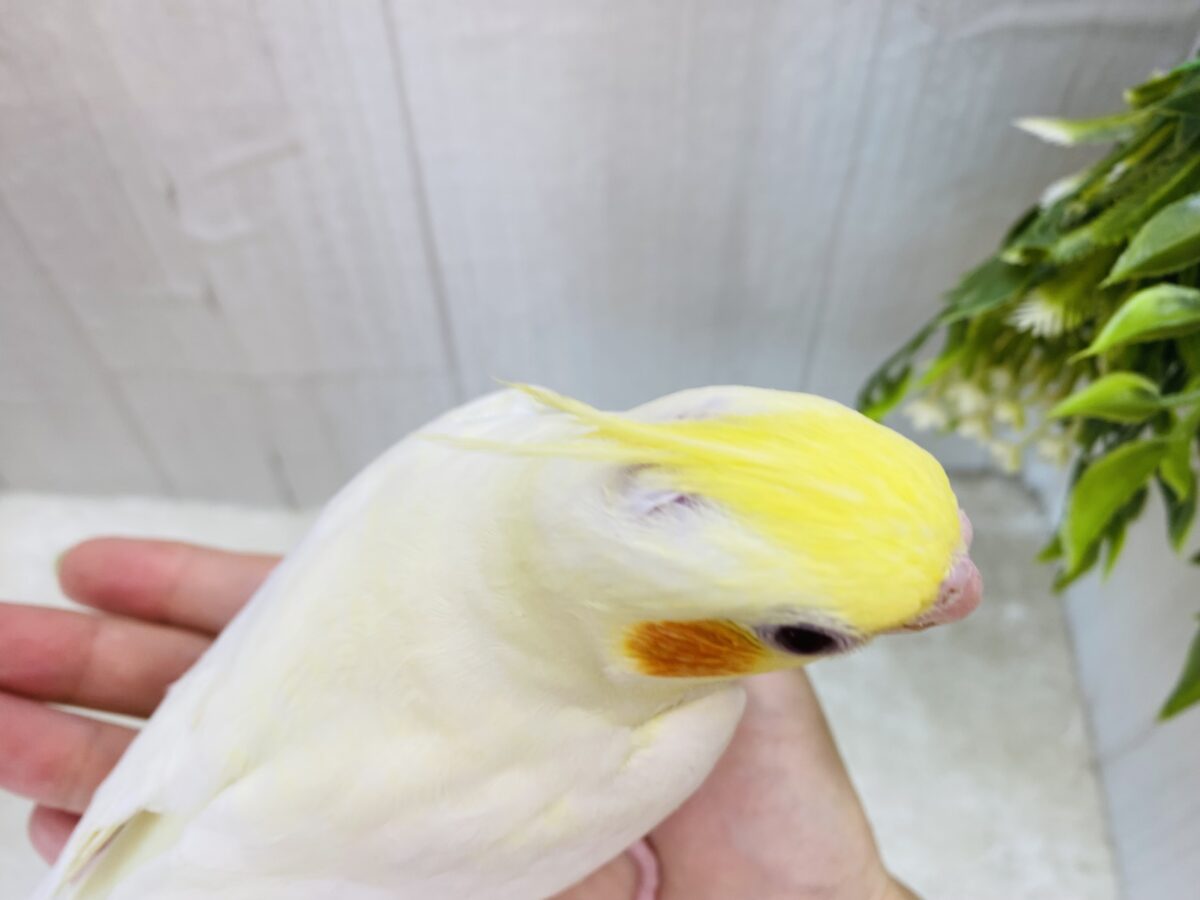 オカメインコ