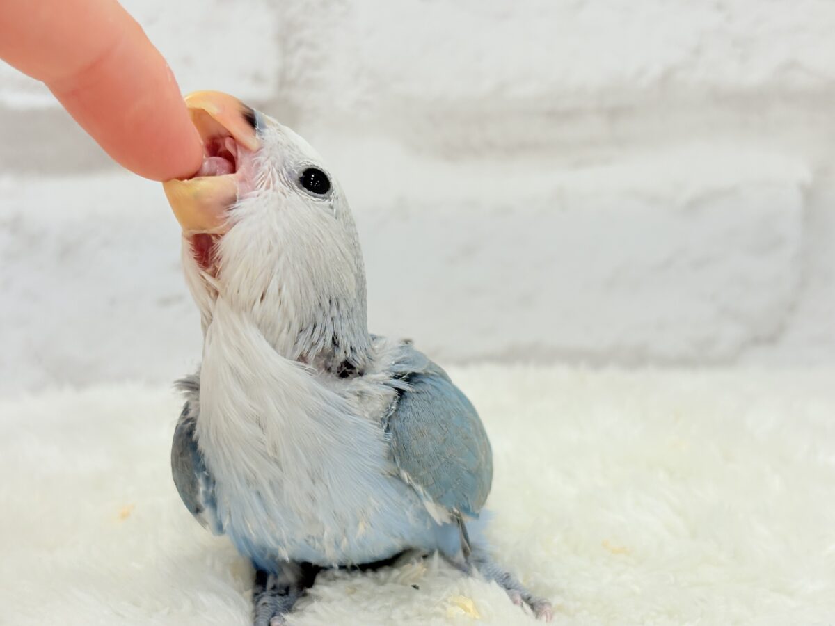 コザクラインコ（小桜インコ）