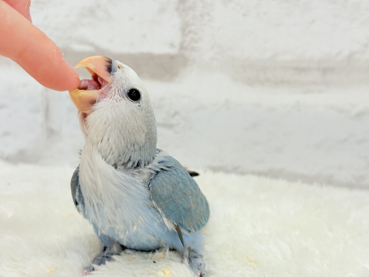 コザクラインコ（小桜インコ）