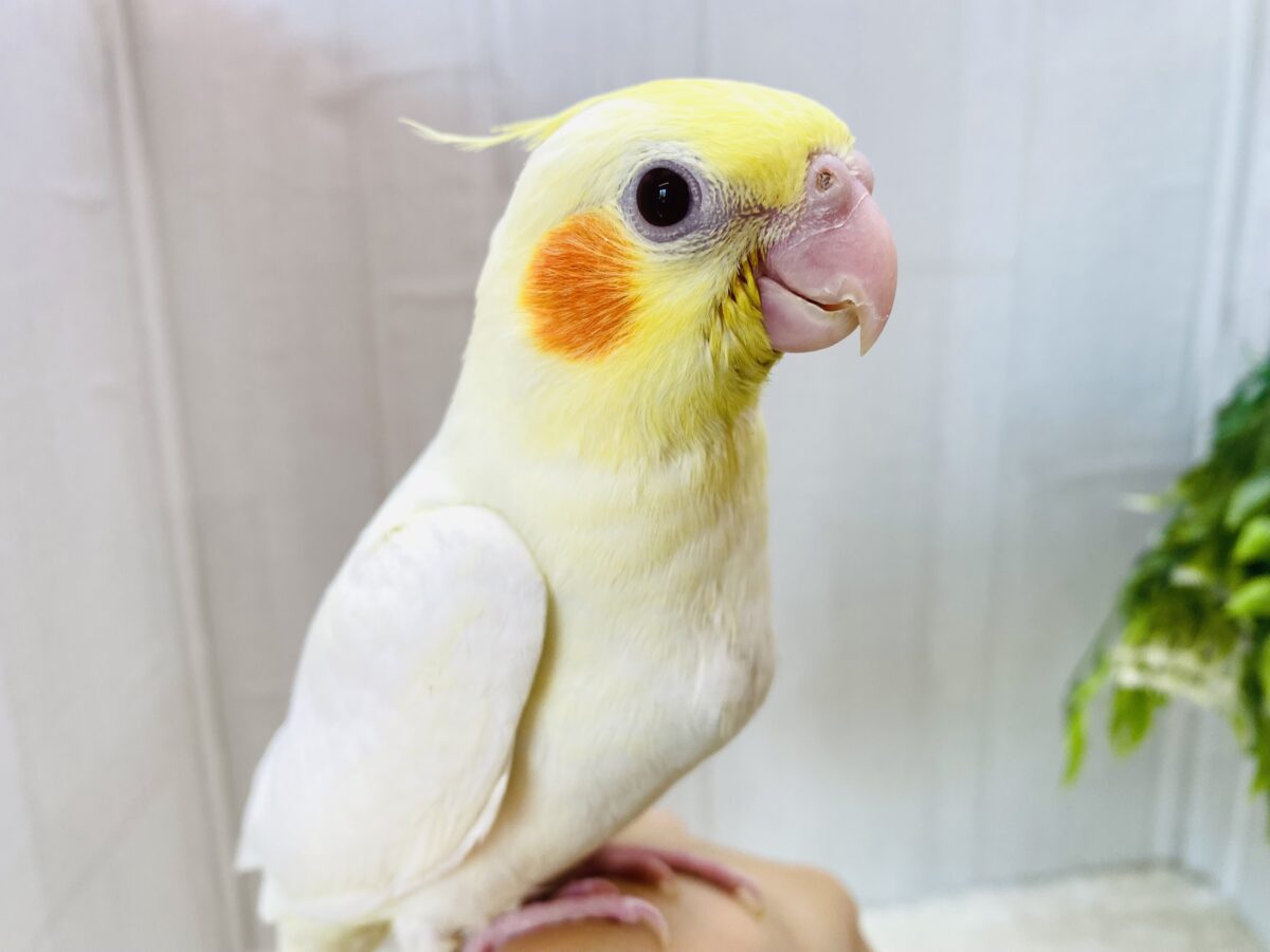 最新画像有ります🌟ちらっとおハゲのたまごちゃん💛オカメインコ（ルチノー）