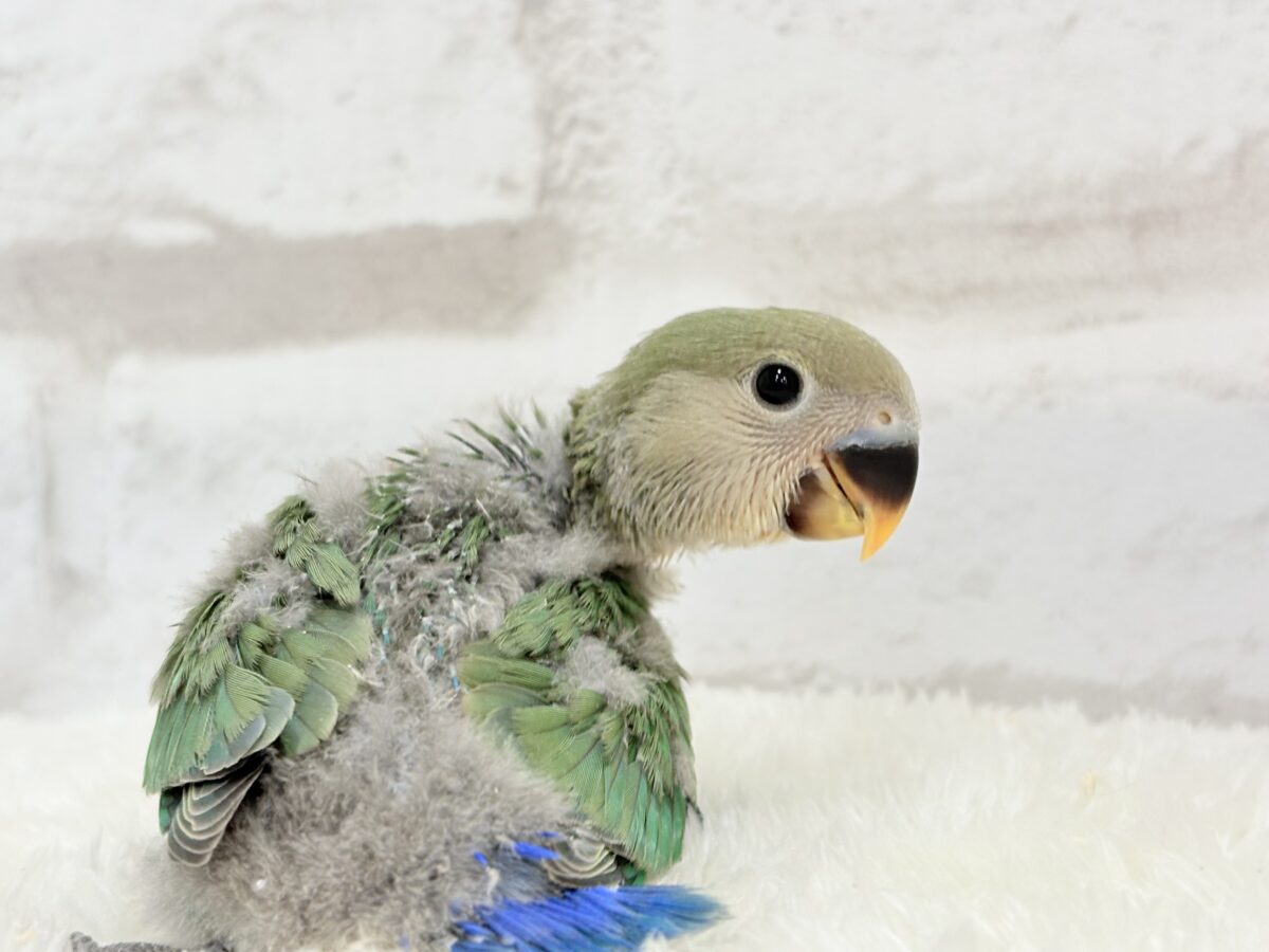 コザクラインコ（小桜インコ）