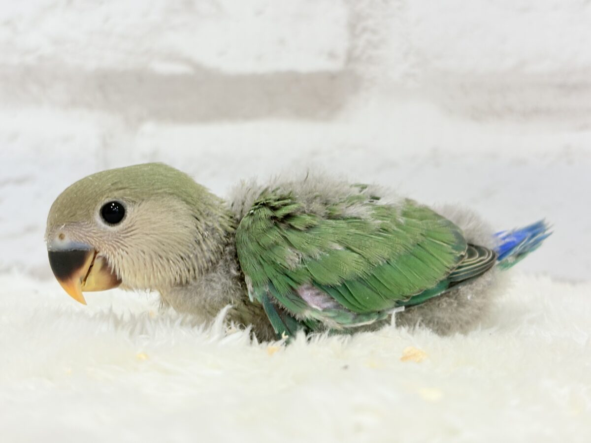 コザクラインコ（小桜インコ）