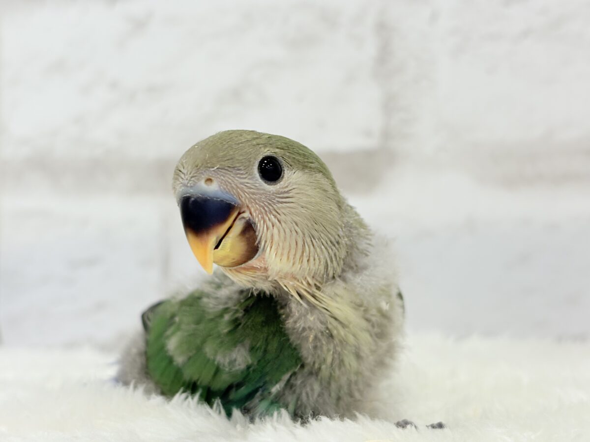 コザクラインコ（小桜インコ）