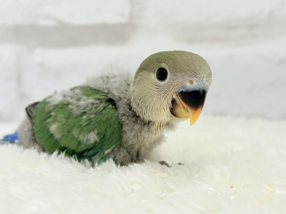 コザクラインコ（小桜インコ）