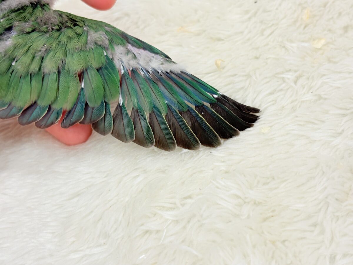 コザクラインコ（小桜インコ）