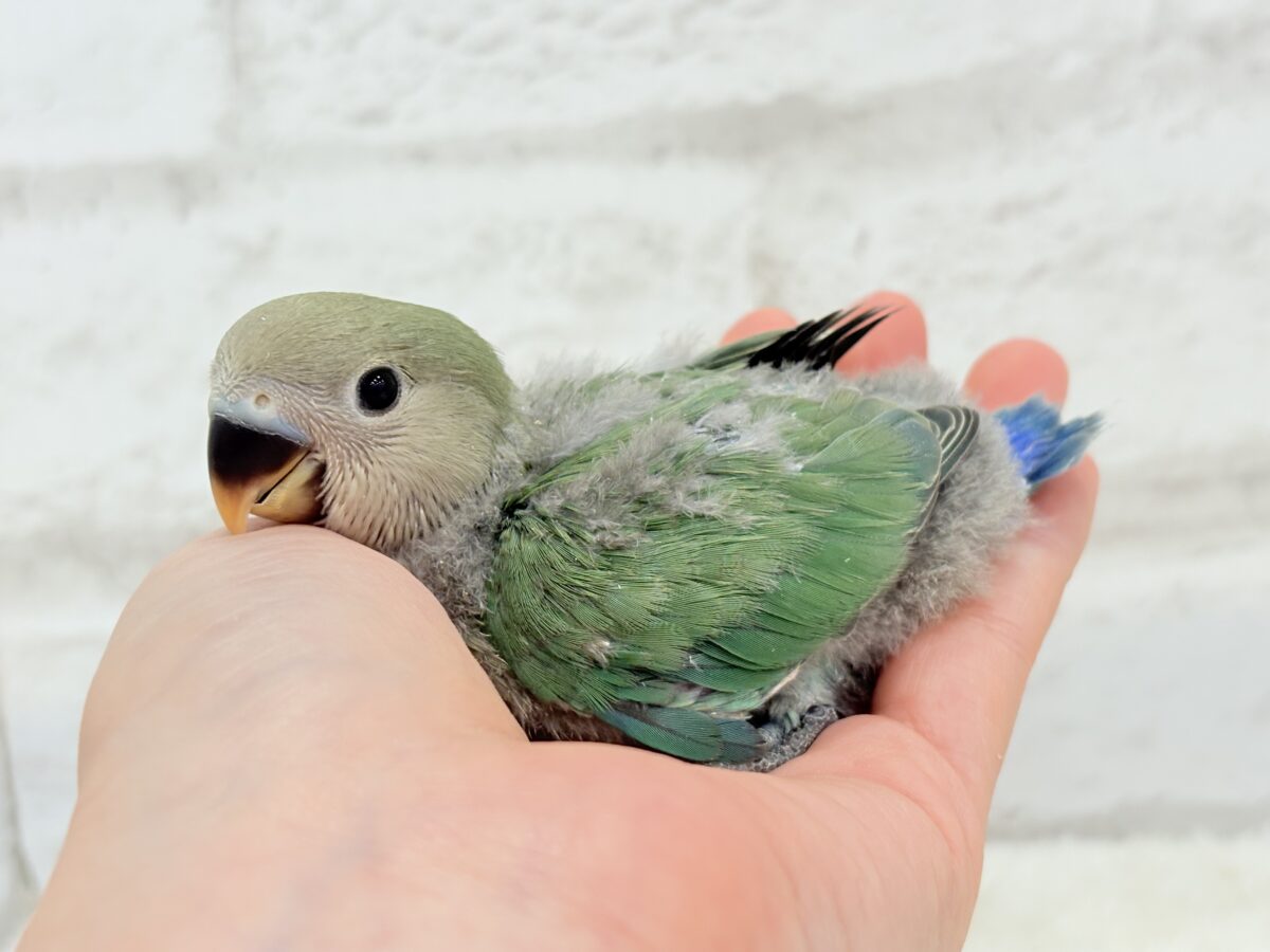 コザクラインコ（小桜インコ）