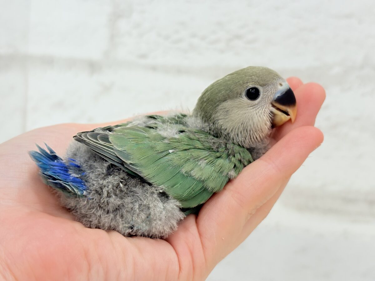 コザクラインコ（小桜インコ）