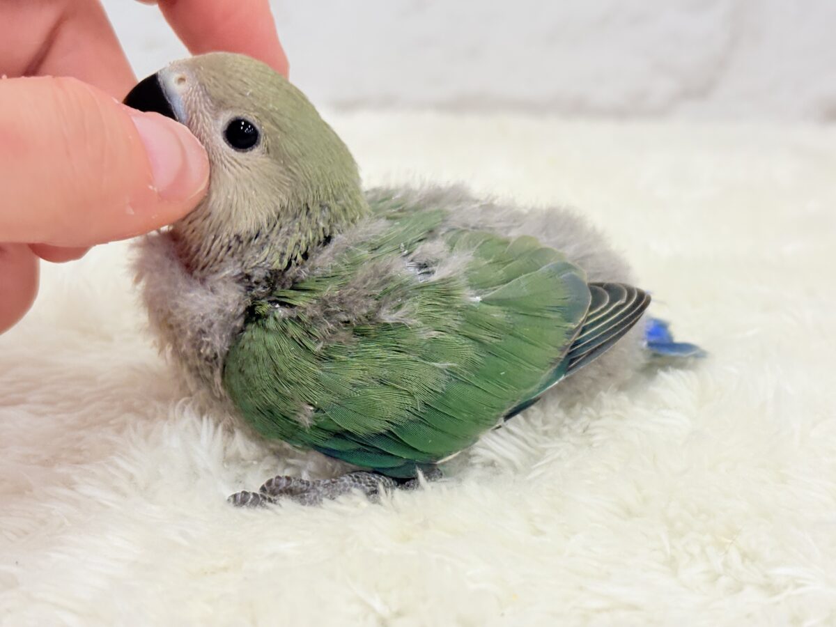 コザクラインコ（小桜インコ）
