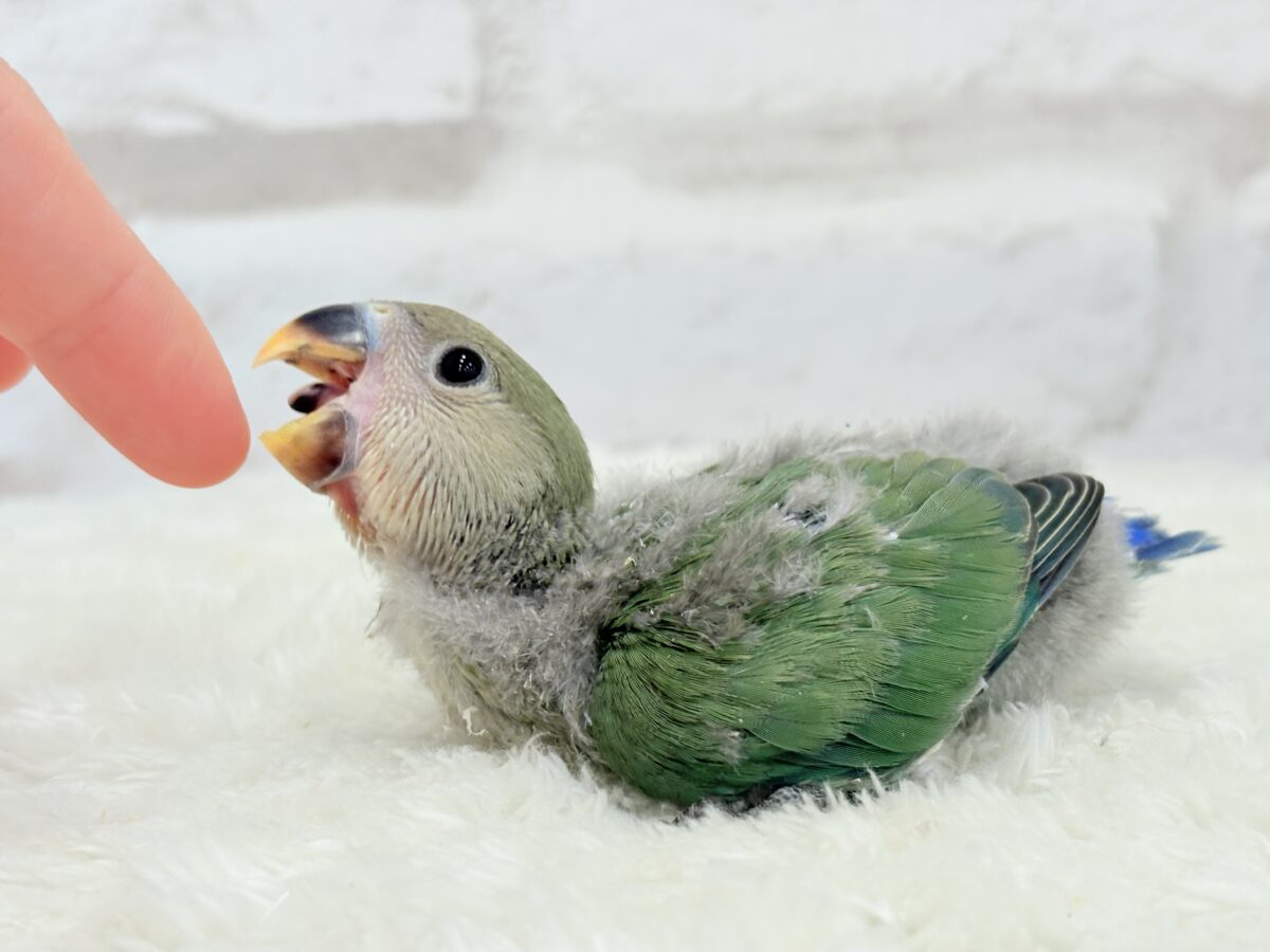コザクラインコ（小桜インコ）