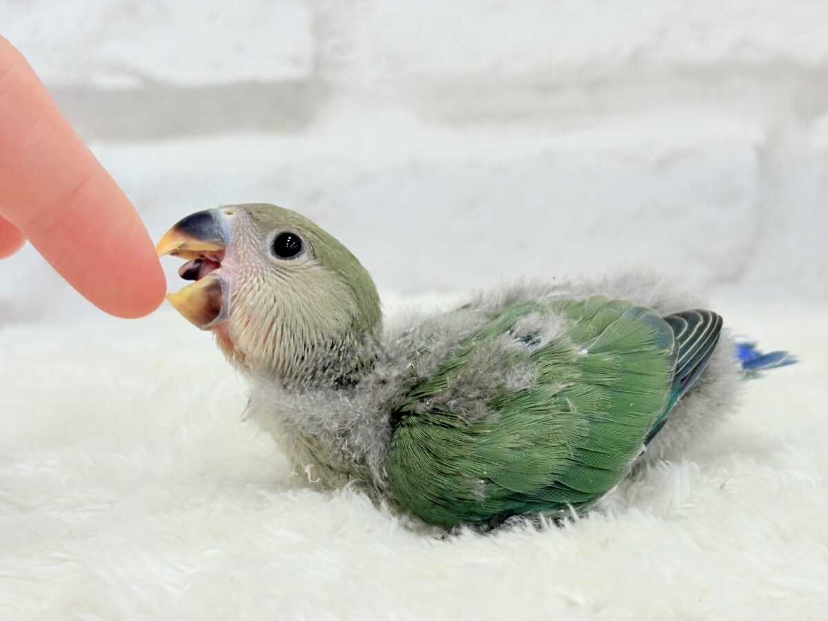 コザクラインコ（小桜インコ）