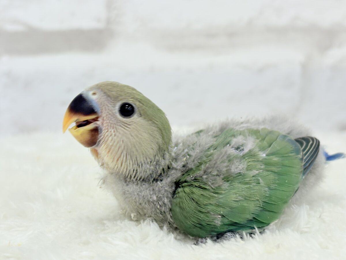 コザクラインコ（小桜インコ）