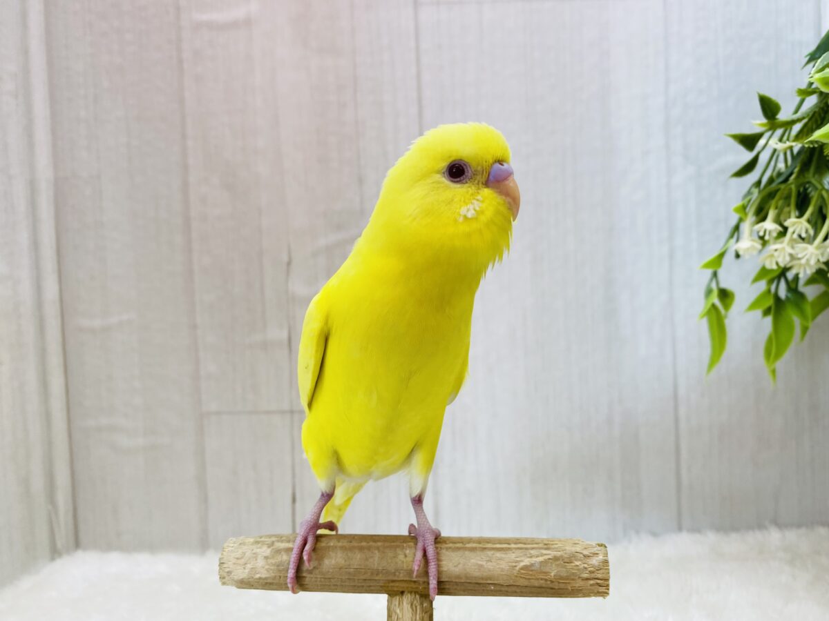 セキセイインコ