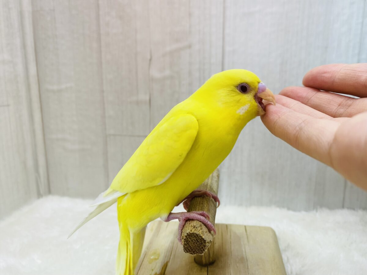 セキセイインコ