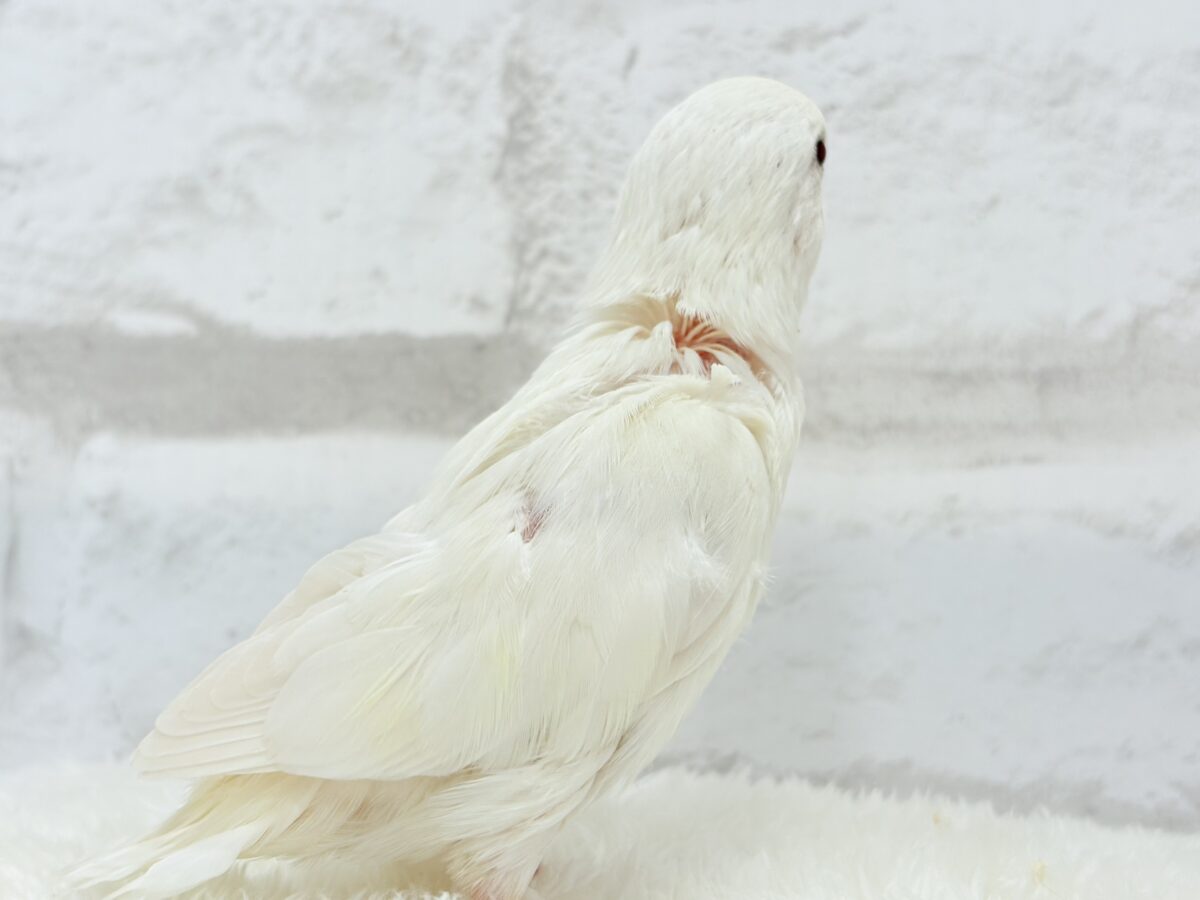 【最新画像更新🪄ひとり餌になりました☆】ほんのりふんわり感じるレモン🐣🍋コザクラインコ(クリームイノ) ヒナ コザクラインコ(小桜インコ)