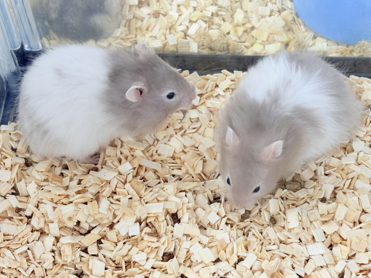 ゴールデンハムスター