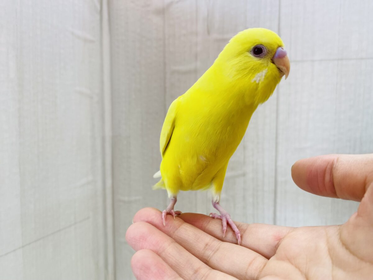 セキセイインコ