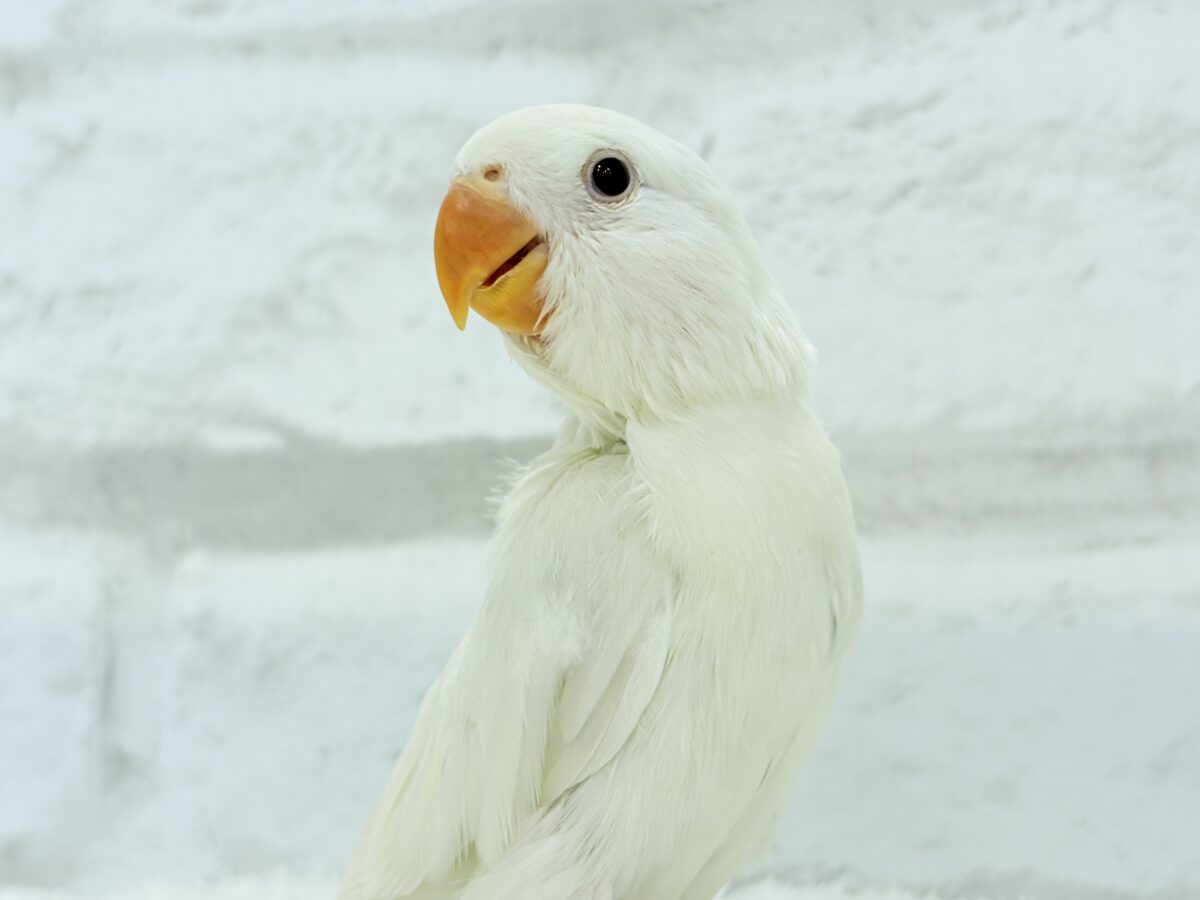 コザクラインコ（小桜インコ）