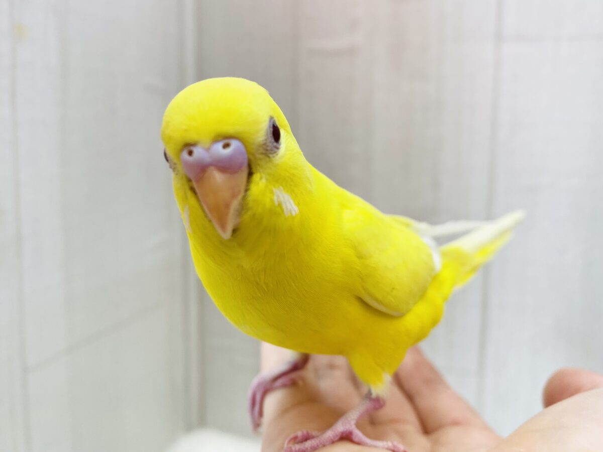 最新画像有ります❗️元気をお届け✨✨セキセイインコイエローチーム💛
