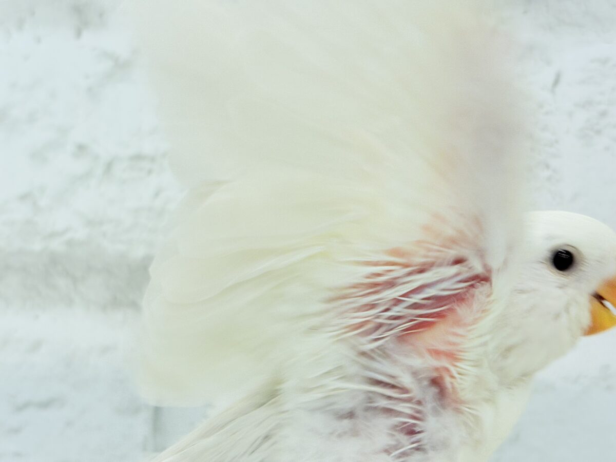 コザクラインコ（小桜インコ）
