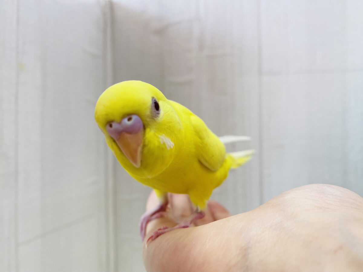 セキセイインコ