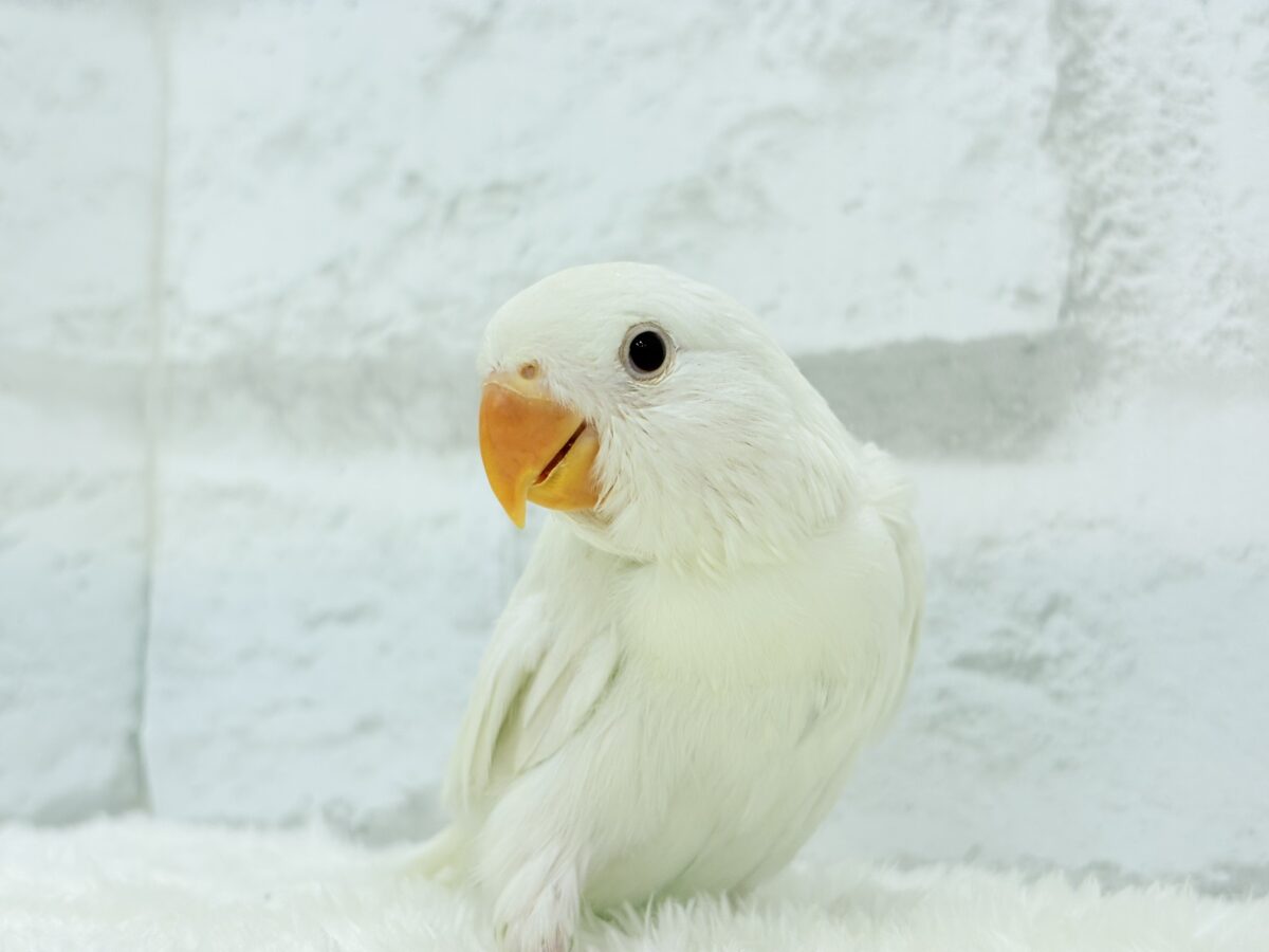コザクラインコ（小桜インコ）
