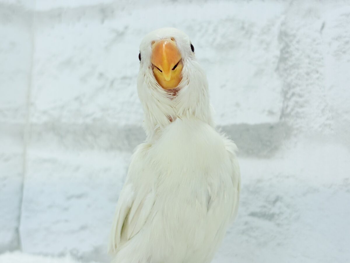 コザクラインコ（小桜インコ）