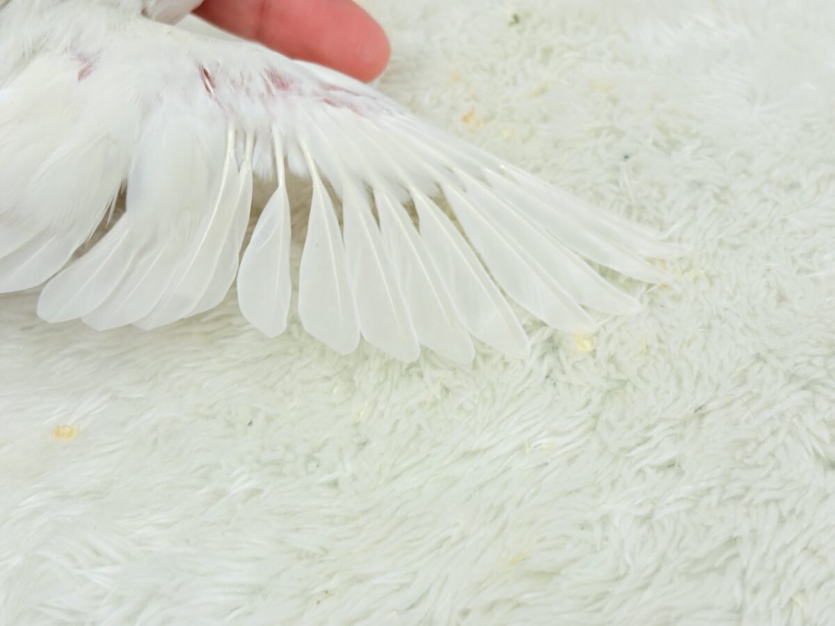 【最新画像更新🪄ひとり餌になりました☆】ほんのりふんわり感じるレモン🐣🍋コザクラインコ(クリームイノ) ヒナ コザクラインコ(小桜インコ)