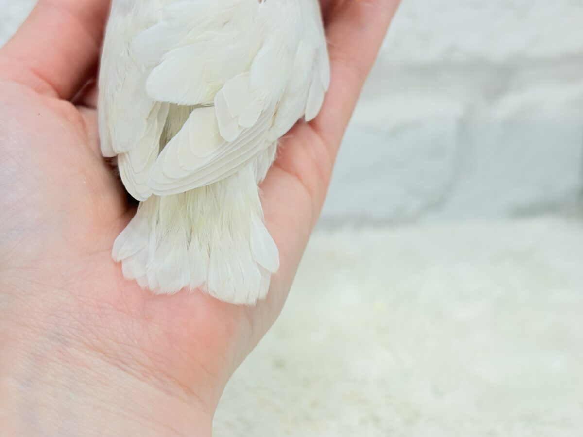 コザクラインコ（小桜インコ）