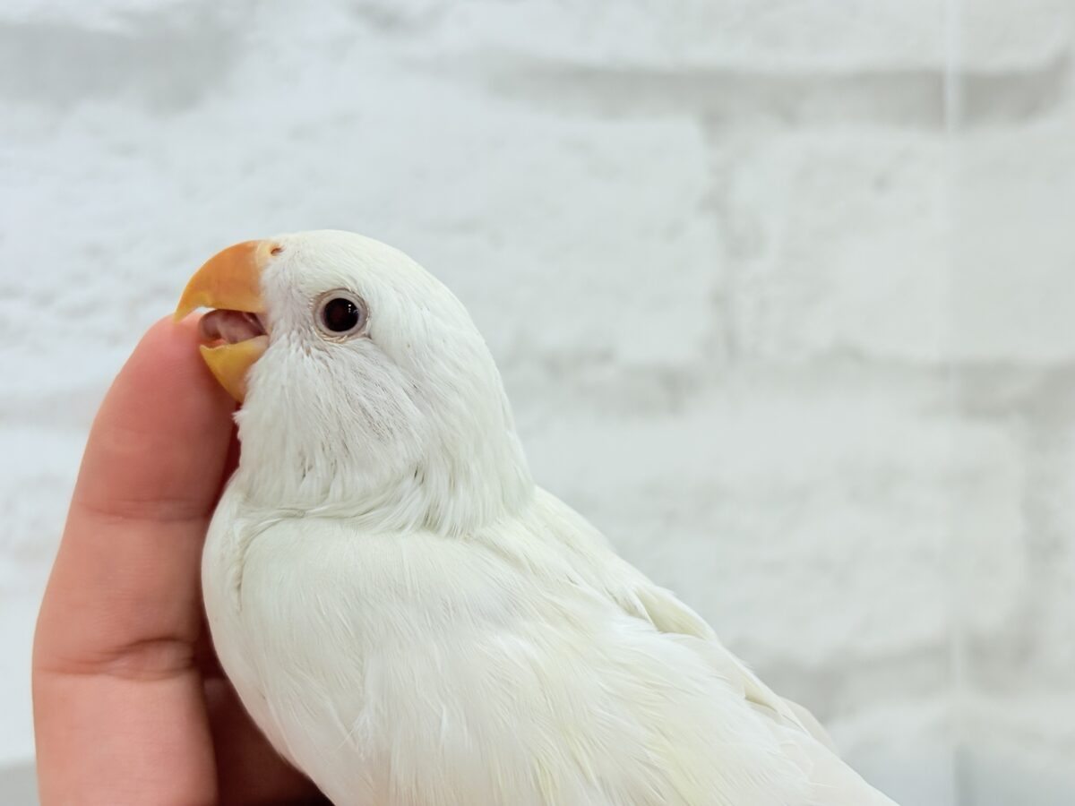 【最新画像更新🪄ひとり餌になりました☆】ほんのりふんわり感じるレモン🐣🍋コザクラインコ(クリームイノ) ヒナ コザクラインコ(小桜インコ)
