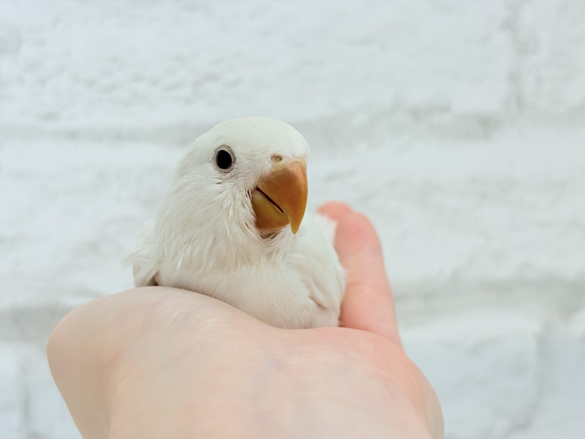 【最新画像更新🪄ひとり餌になりました☆】ほんのりふんわり感じるレモン🐣🍋コザクラインコ(クリームイノ) ヒナ コザクラインコ(小桜インコ)
