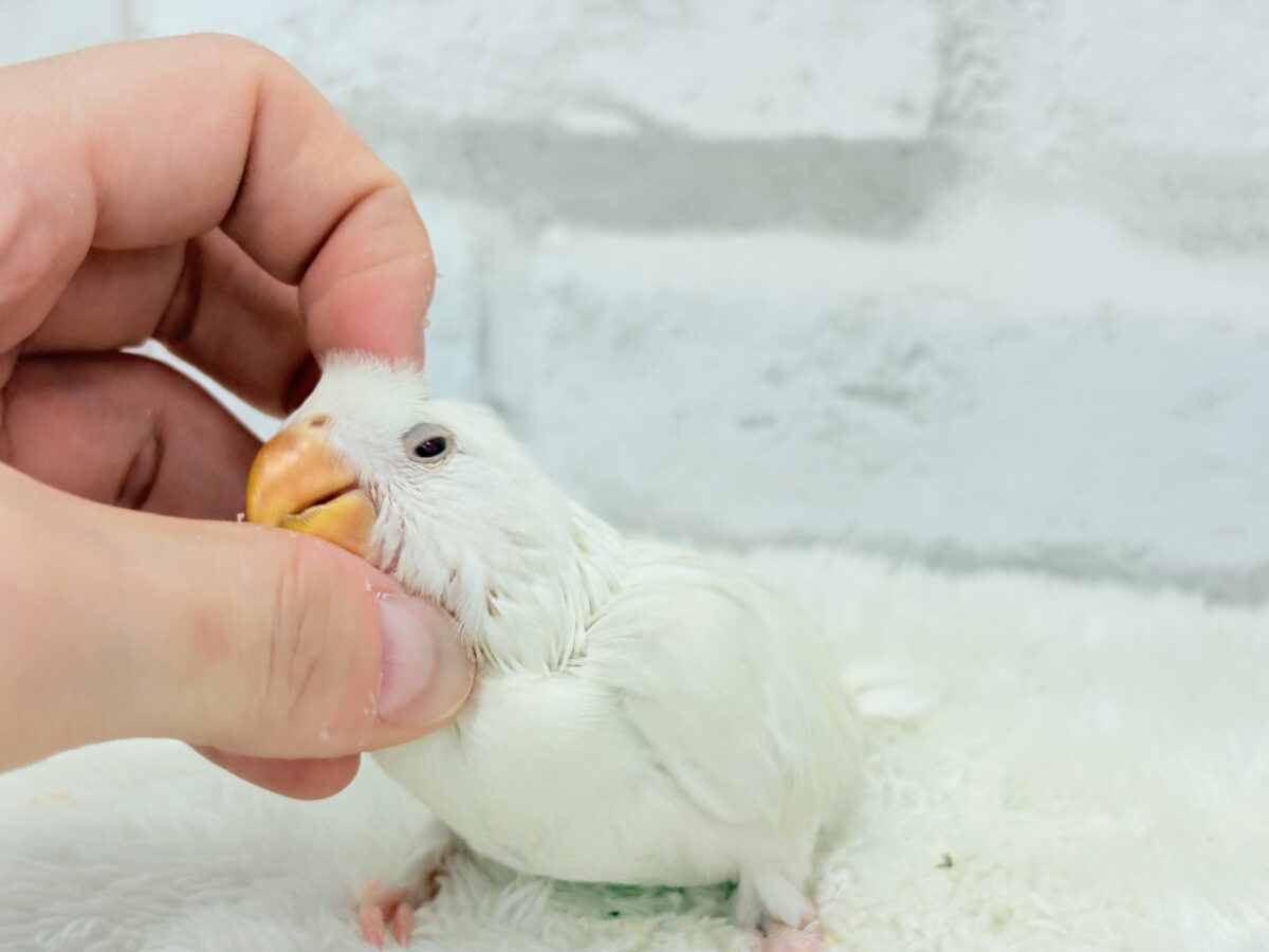 【最新画像更新🪄ひとり餌になりました☆】ほんのりふんわり感じるレモン🐣🍋コザクラインコ(クリームイノ) ヒナ コザクラインコ(小桜インコ)