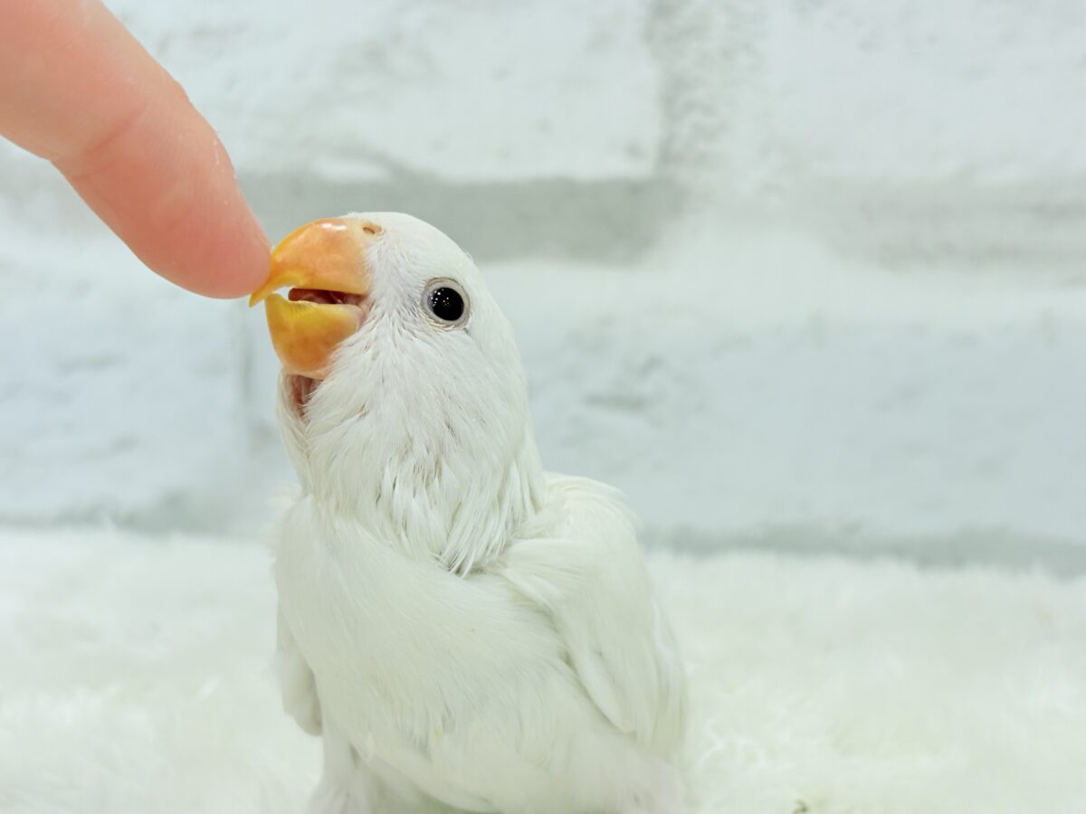 コザクラインコ（小桜インコ）
