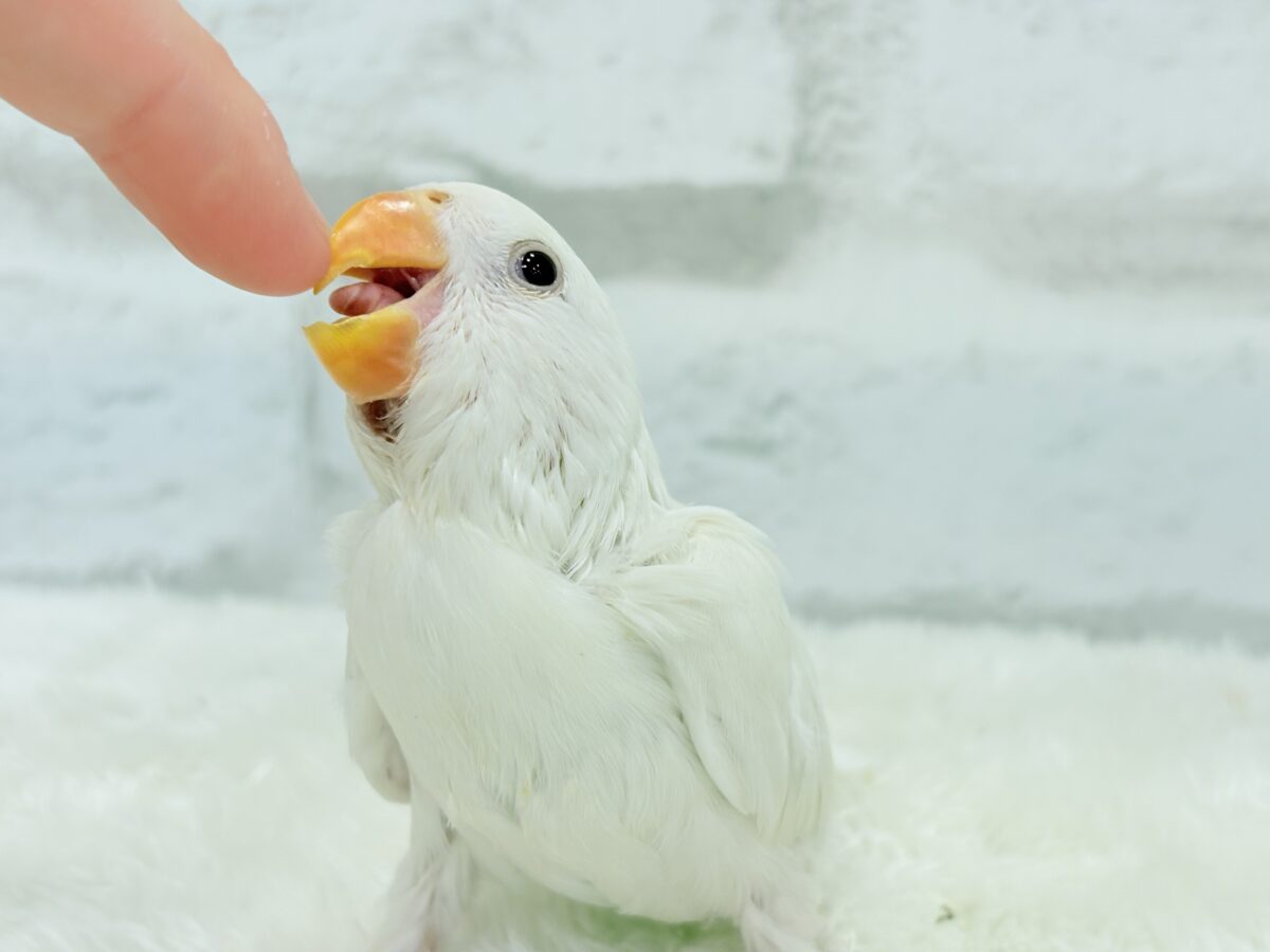 【最新画像更新🪄ひとり餌になりました☆】ほんのりふんわり感じるレモン🐣🍋コザクラインコ(クリームイノ) ヒナ コザクラインコ(小桜インコ)