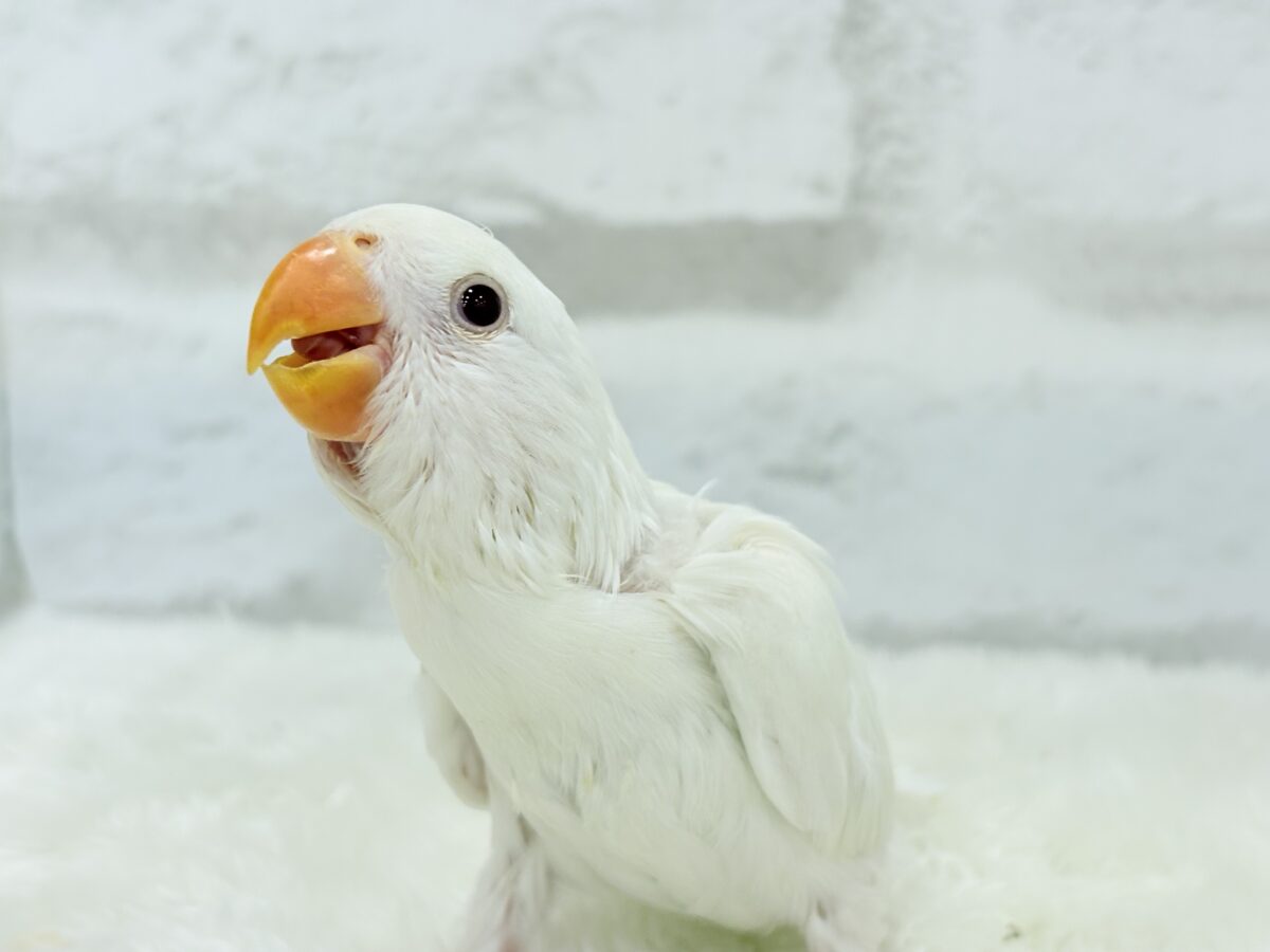 コザクラインコ（小桜インコ）