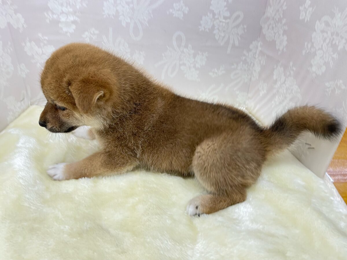柴犬