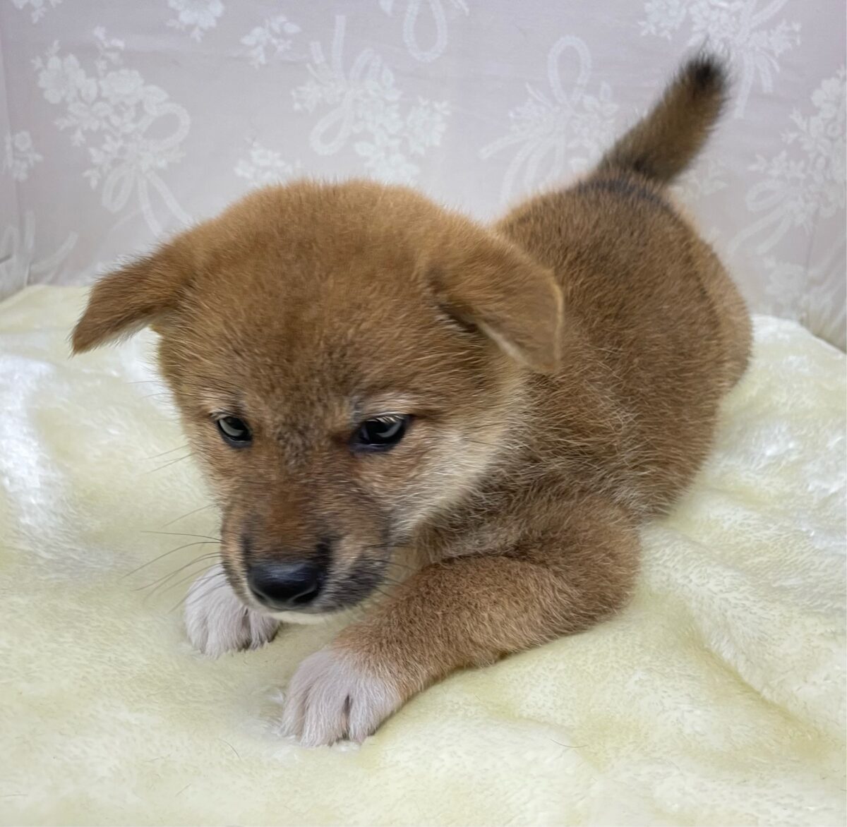 柴犬