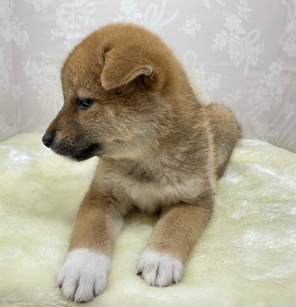 柴犬