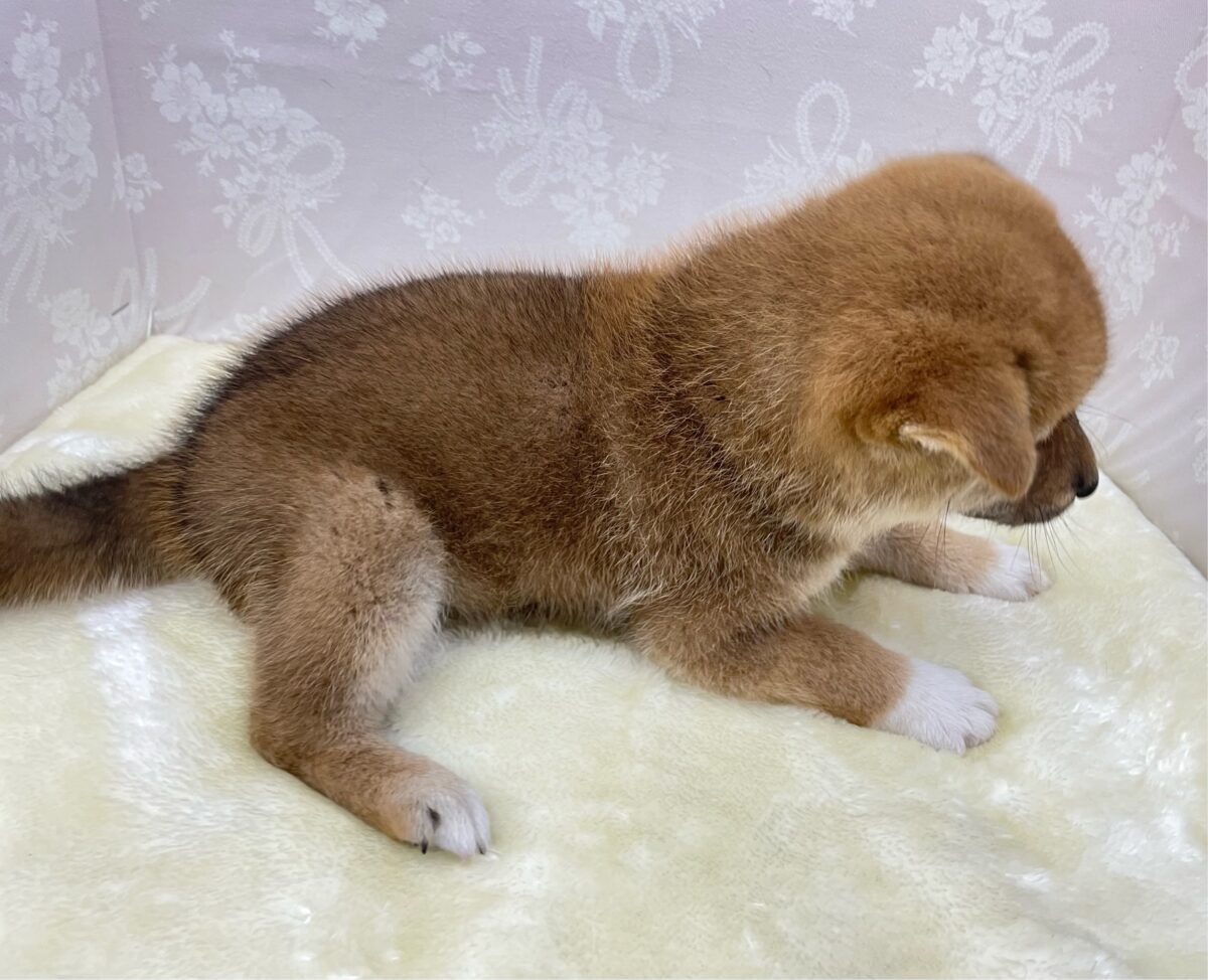 柴犬