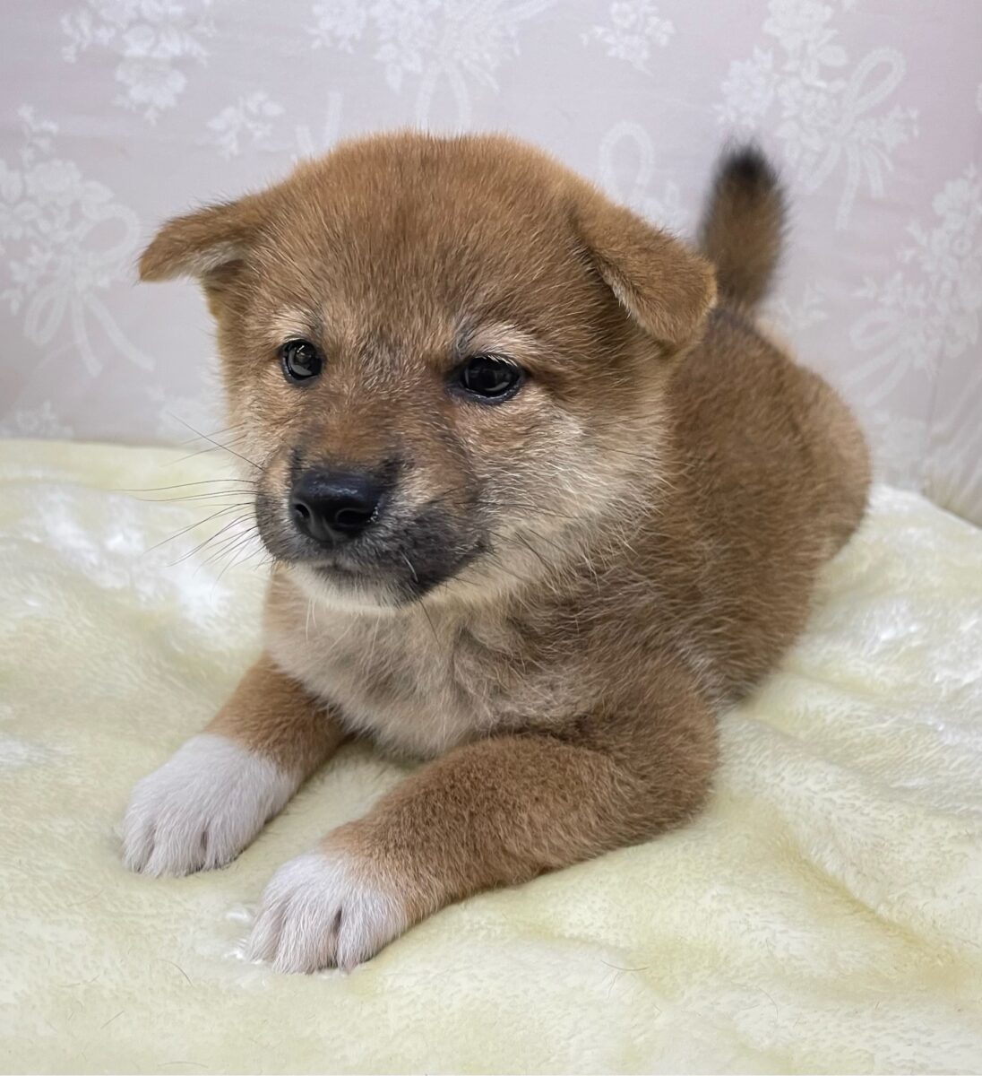柴犬