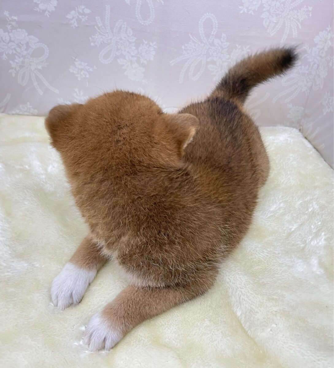 柴犬