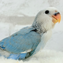 【最新画像更新🪄】白キャップかぶった可愛い子🐣💙コザクラインコ(ブルーパイド) ヒナ