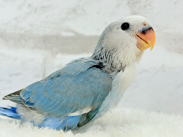 【最新画像更新🪄】白キャップかぶった可愛い子🐣💙コザクラインコ(ブルーパイド) ヒナ