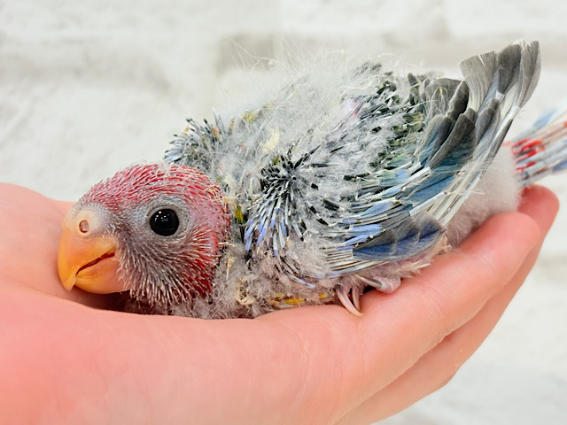 激レア💖ご飯の時間は恐竜になっちゃうよ🦖🌈ナナクサインコ ヒナ
