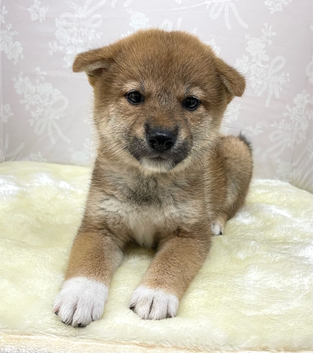 💚人気犬種のしばちゃん💚柴犬(赤)♦️女の子💕‪2026年5月3日生まれ