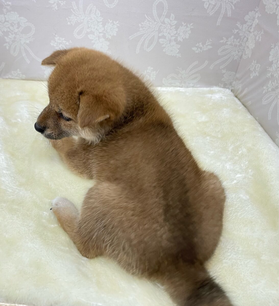 柴犬