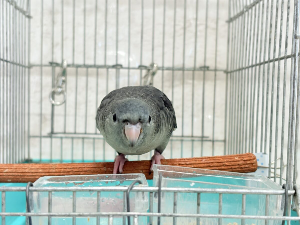 サザナミインコ