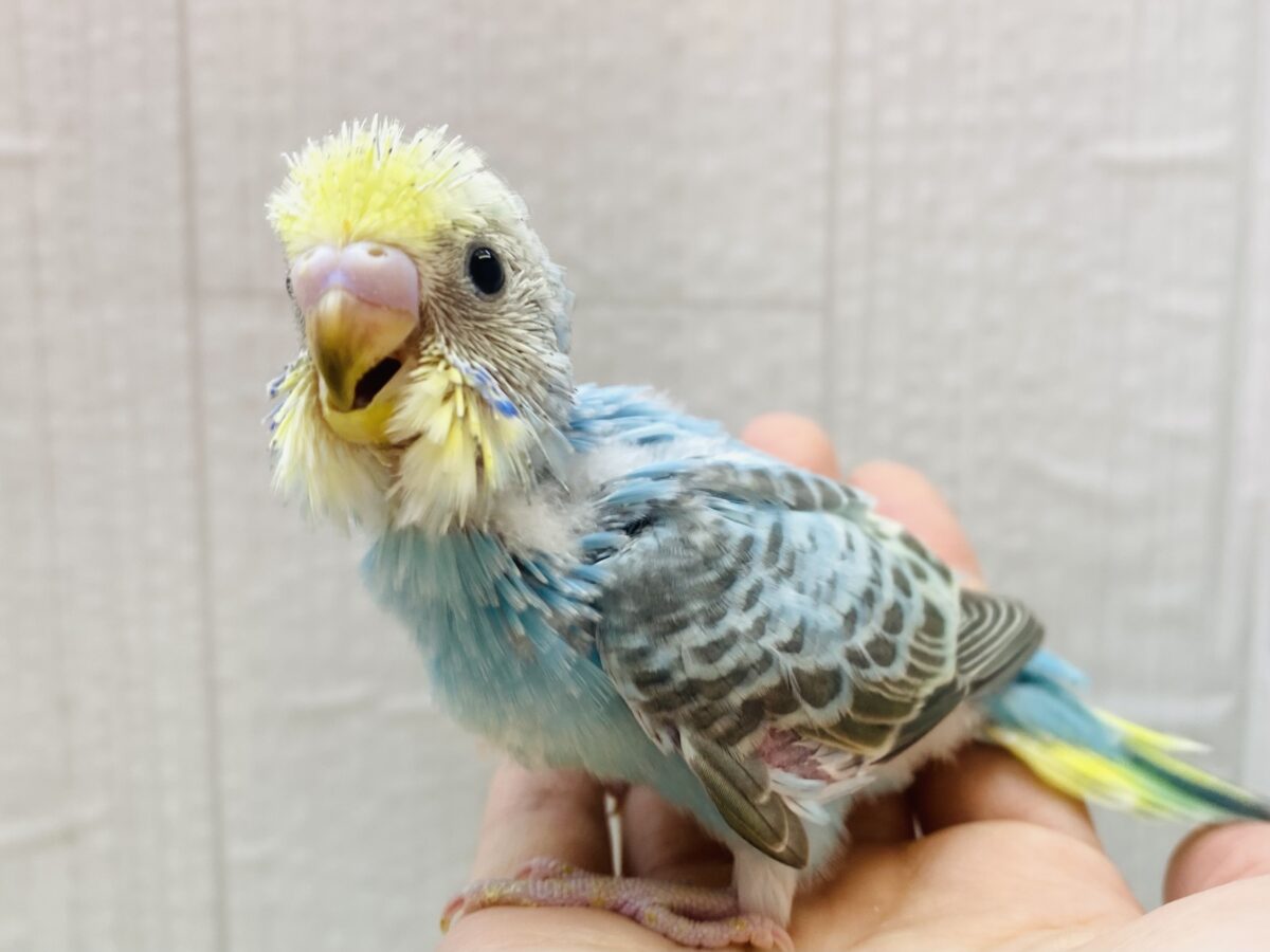 見れば見るほどハマるかも…😳❗️セキセイインコ（レインボー🌈）
