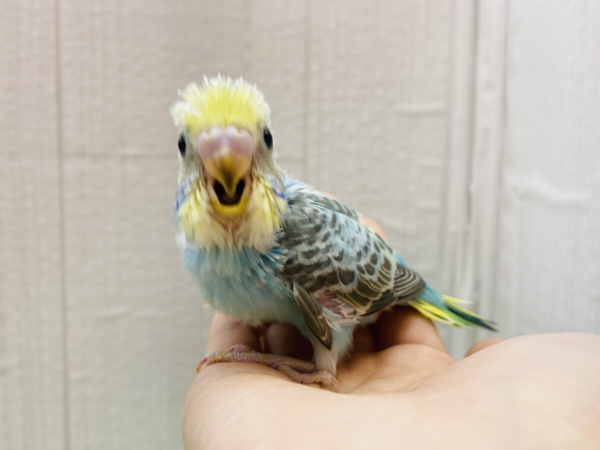 セキセイインコ